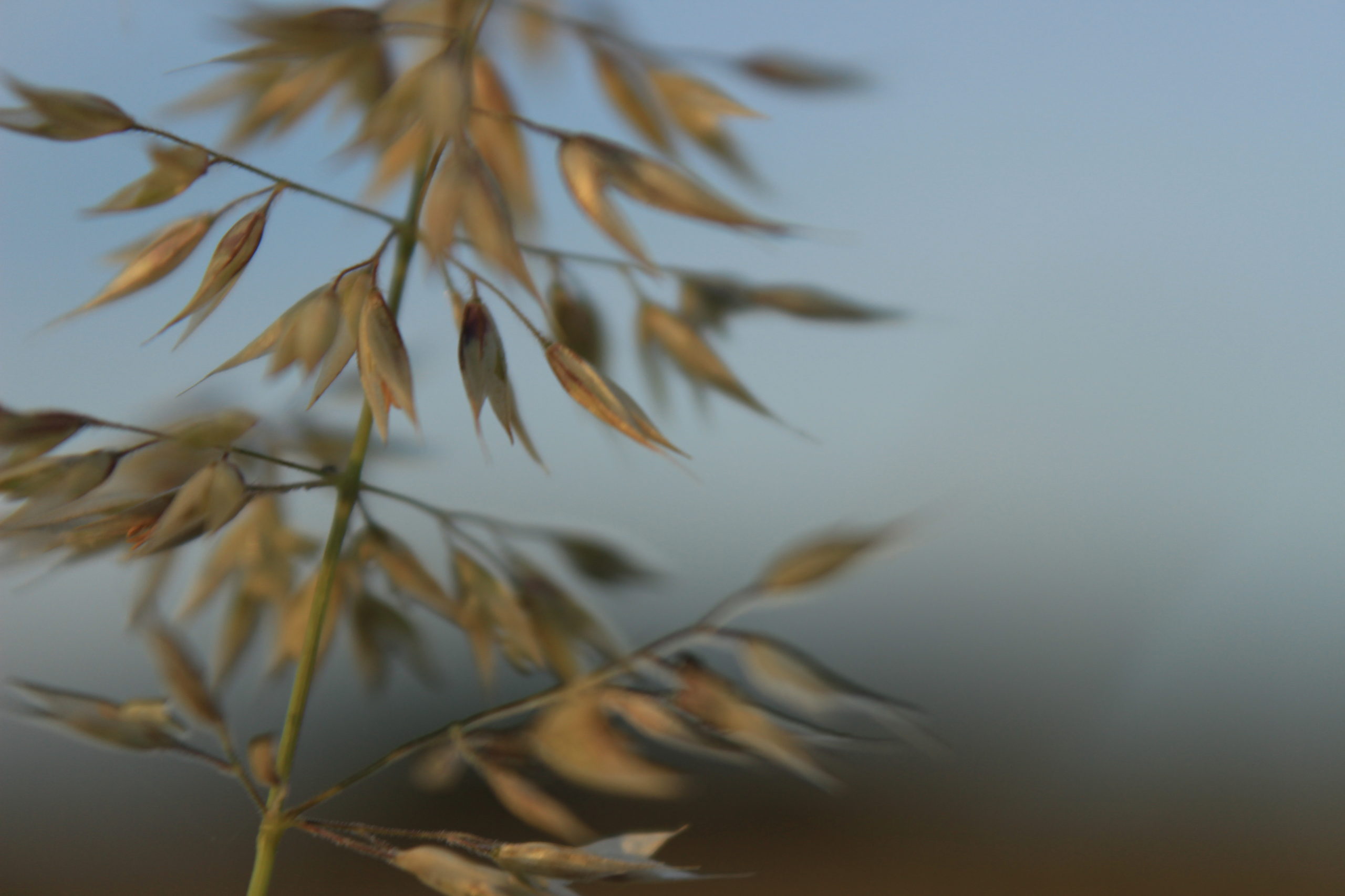 Hay fever season and asthma